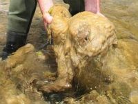 Micro alga amenaza con dañar ecosistema del rio Biobío